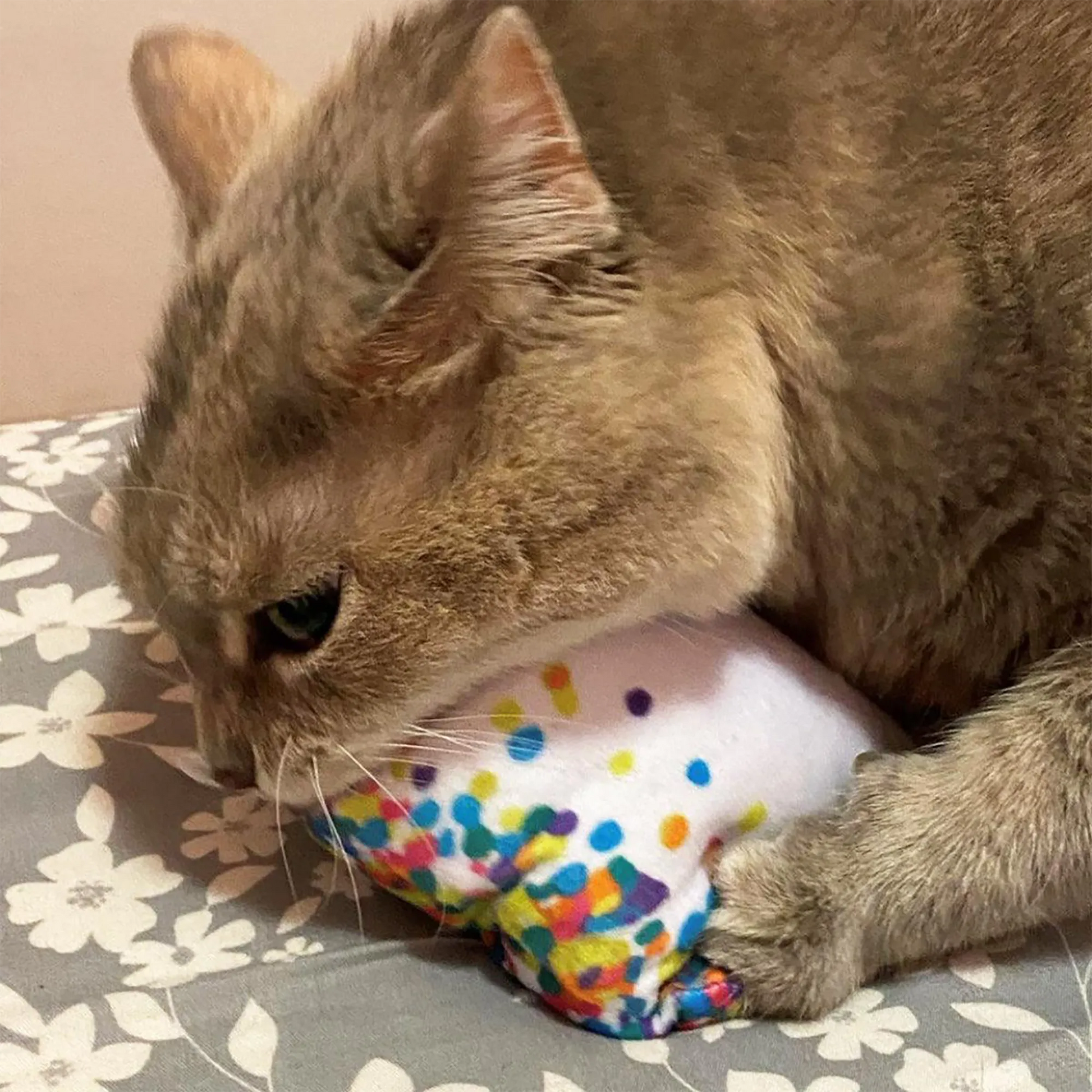 Close-up of a beige cat gently chewing on the soft cupcake toy with catnip scent.