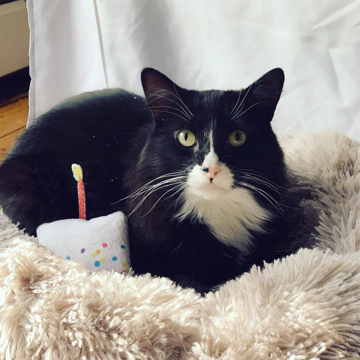 A black-and-white cat lounging on a fluffy cushion, resting near the vibrant cupcake toy.