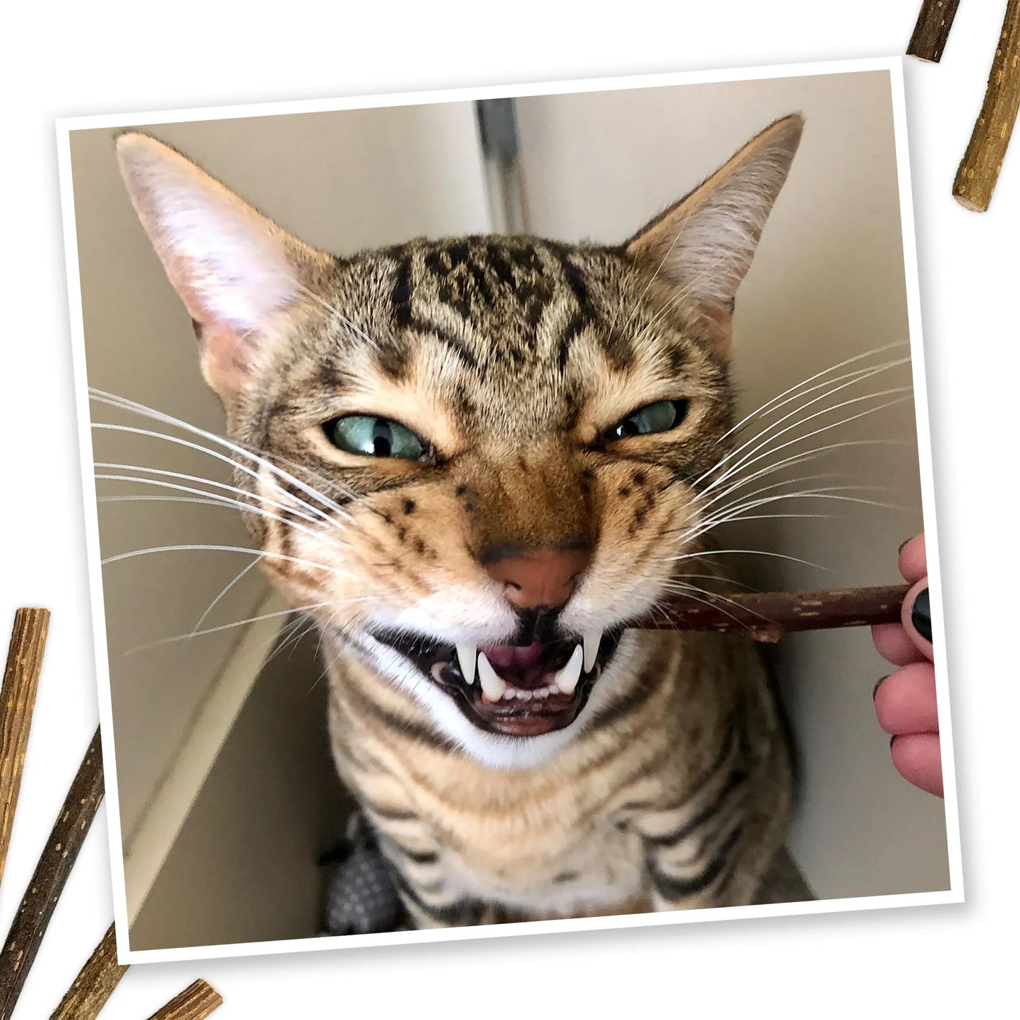 Tabby cat grinning with a Silvervine Stick in its mouth, showcasing enthusiasm during playtime. 