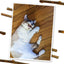 White and brown cat lying on a wooden floor, happily chewing on a Silvervine Stick.