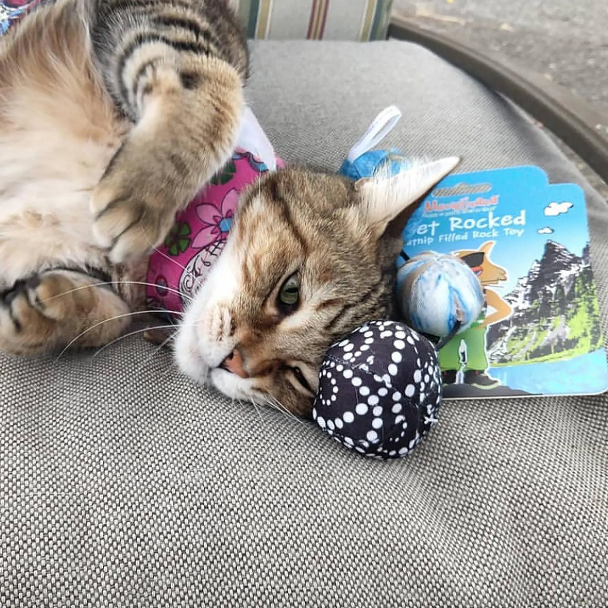 abby cat lounging with 'Get Rocked' toys, looking relaxed on a cushioned outdoor chair.