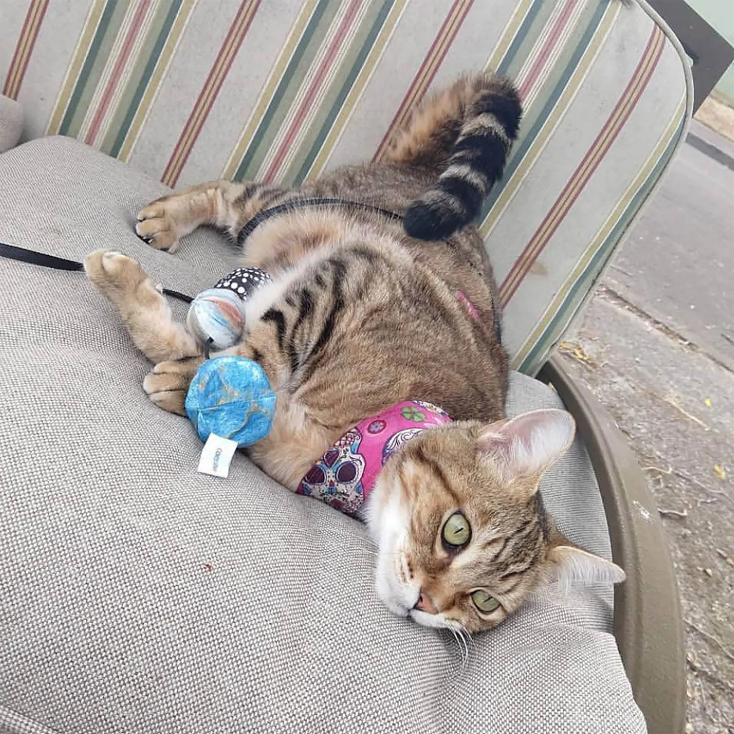 Tabby cat playing with blue, black, and orange 'Get Rocked' catnip toys while relaxing outdoors.