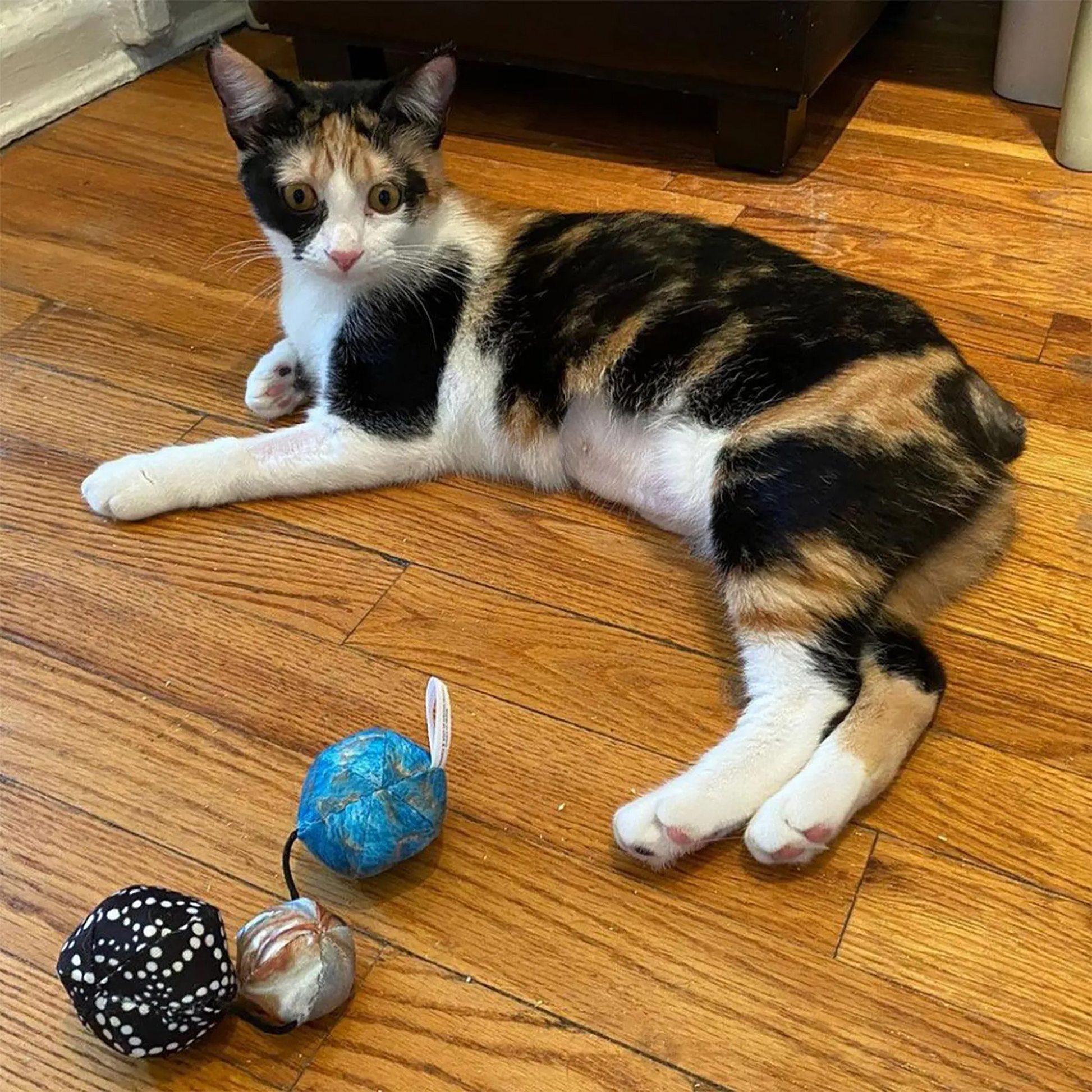 Calico cat lying near the 'Get Rocked' toys on a wooden floor, appearing curious and engaged.