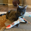 Gray cat lying on a scratching pad, holding the rocket toy, and staring at the camera.