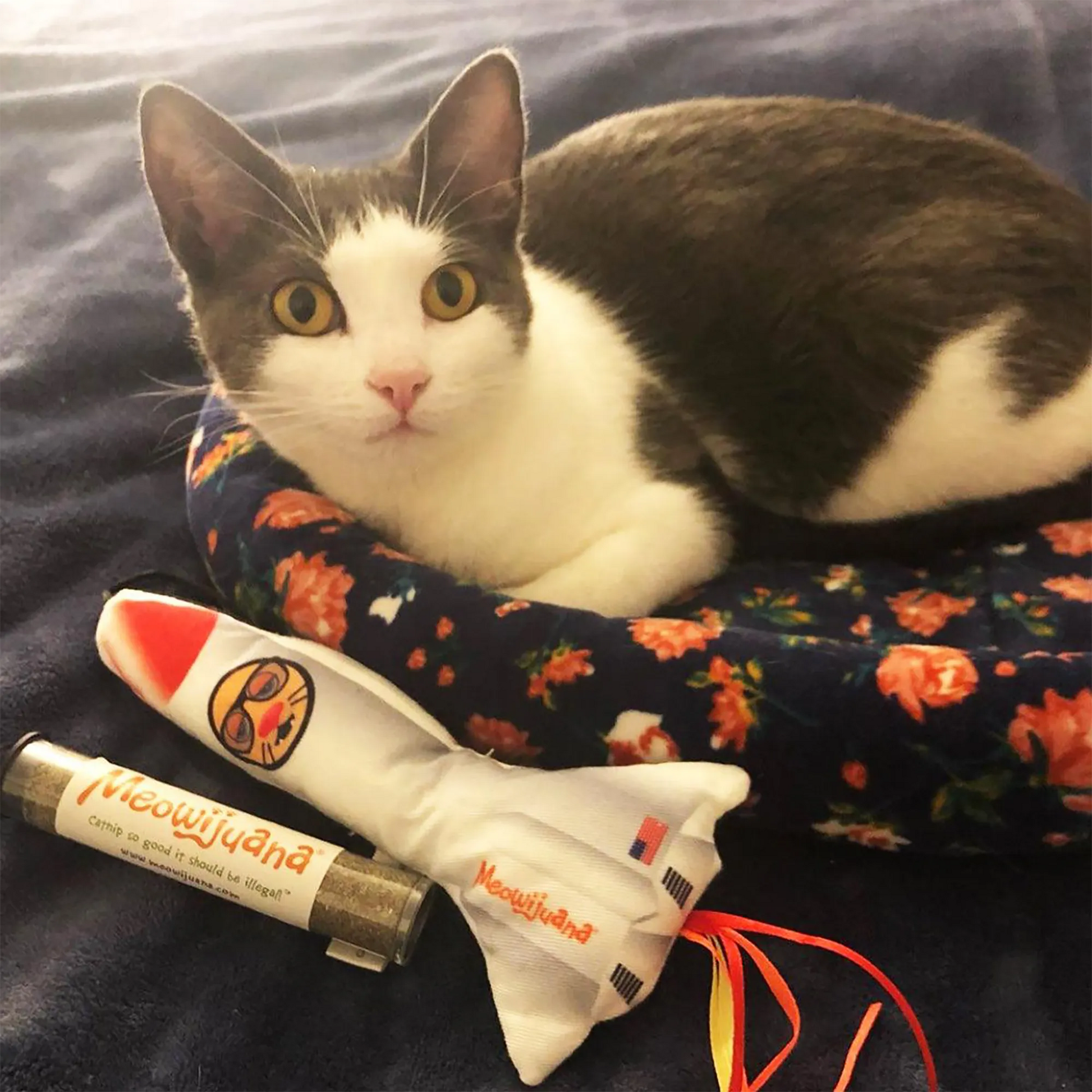 Cat resting beside the rocket toy and a Meowijuana® catnip tube, showcasing the product's premium catnip.