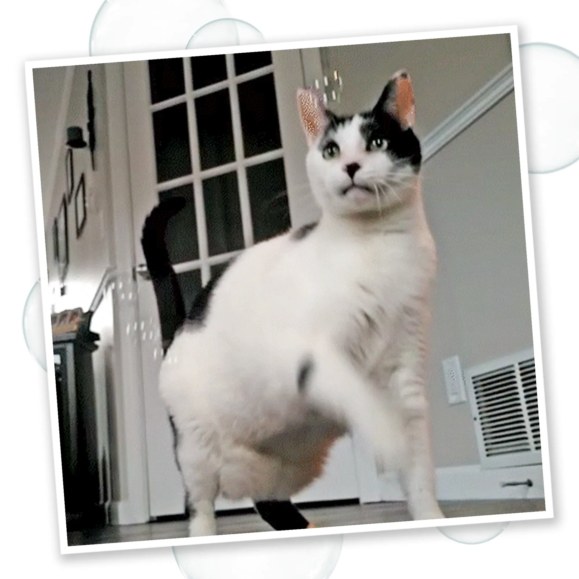 A playful black-and-white cat reaching towards bubbles in a room with a door and heater vent in the background.