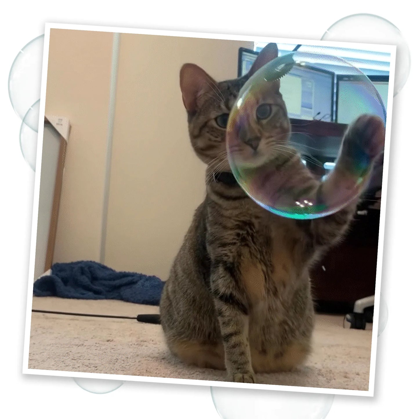 A focused tabby cat reaching out to a bubble in front of a desk, captivated by the floating bubble.