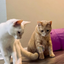 Two cats watching a bubble with curiosity, in a room with a purple tunnel toy nearby.