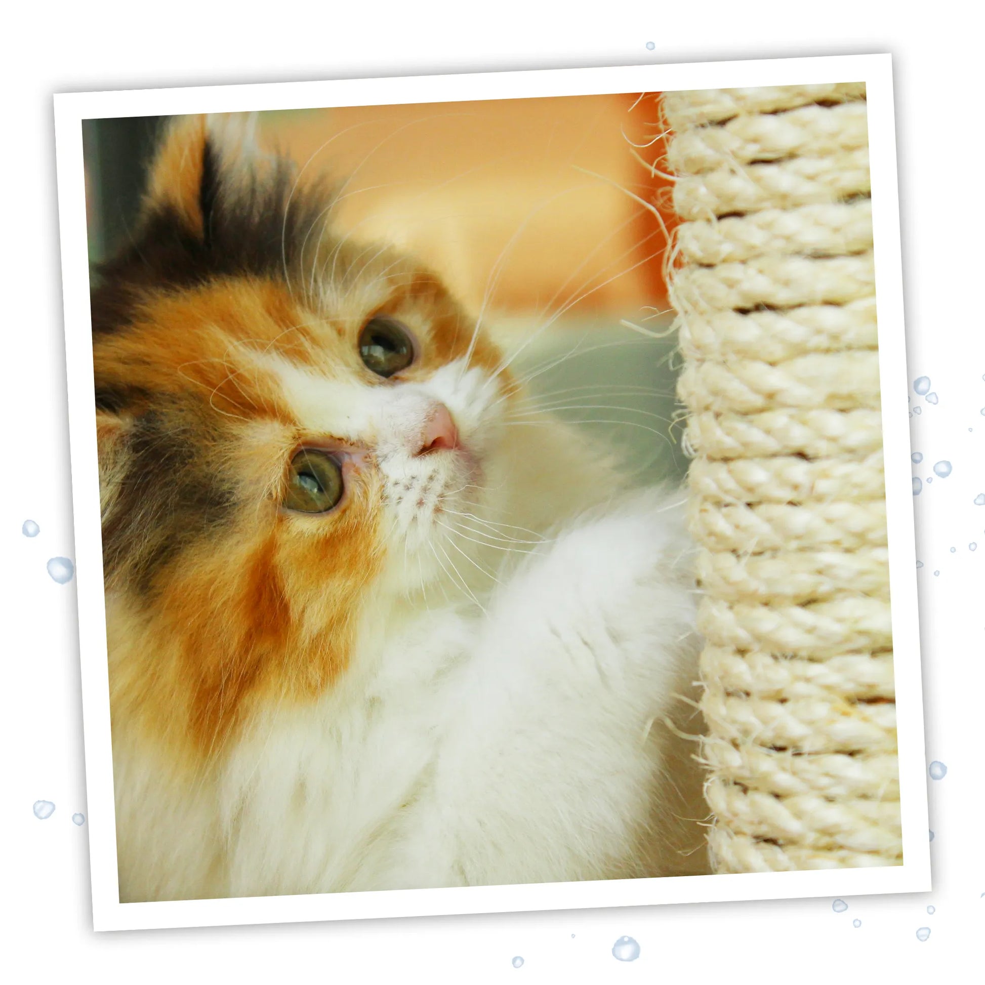 A close-up of a calico cat’s face while it scratches a sisal rope post, inspired by catnip spray.