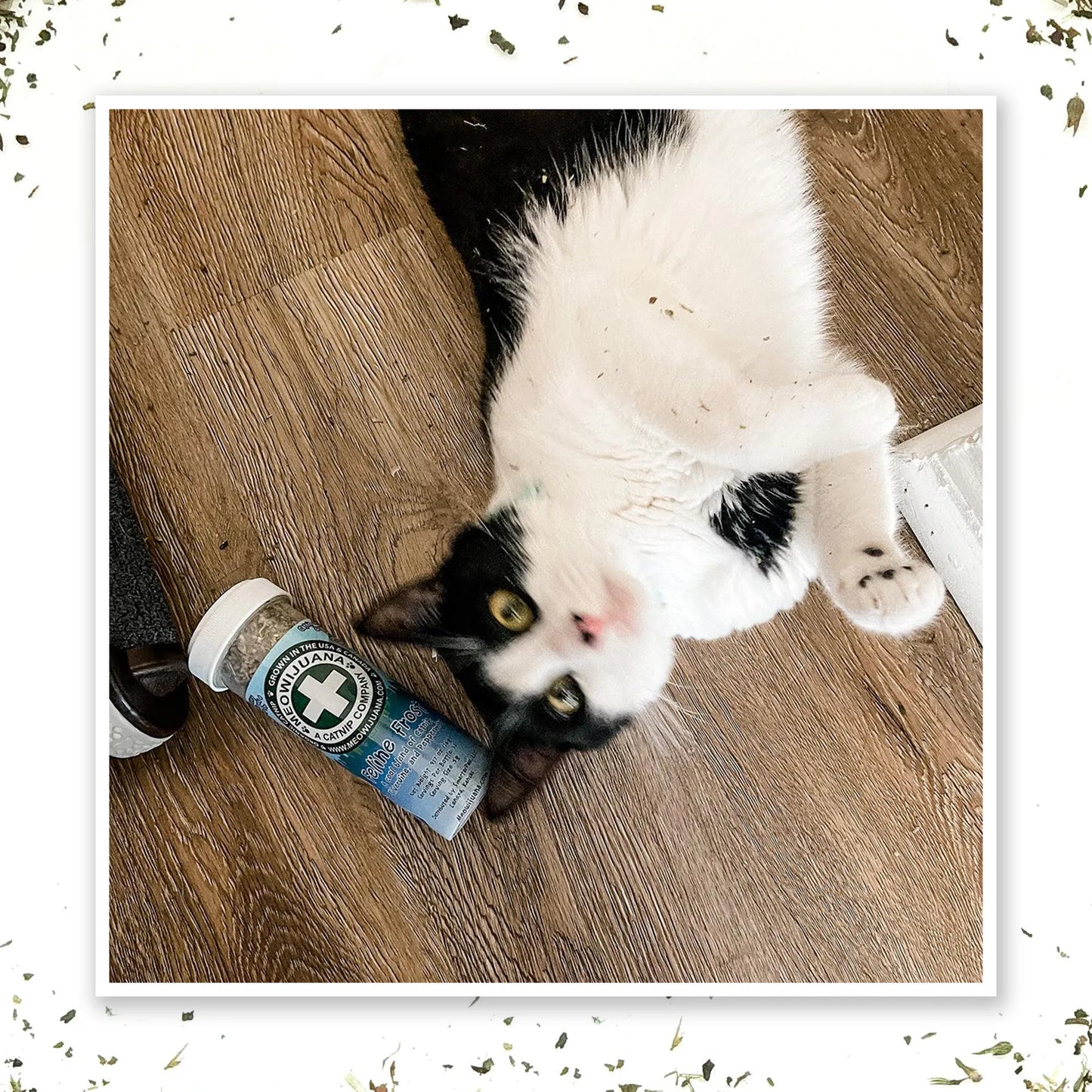 Black-and-white cat enjoying Feline Frost, lying beside the container on a wooden floor with an expression of feline bliss.