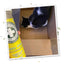 Black and white cat in a cardboard box with scattered Happy Grass catnip, exploring the aroma.