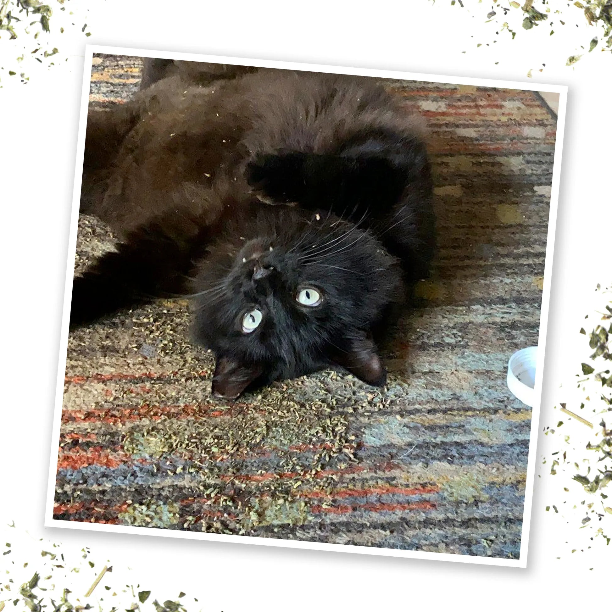 Black cat lying on its back on a rug, enjoying scattered Honeysuckle Haze catnip.