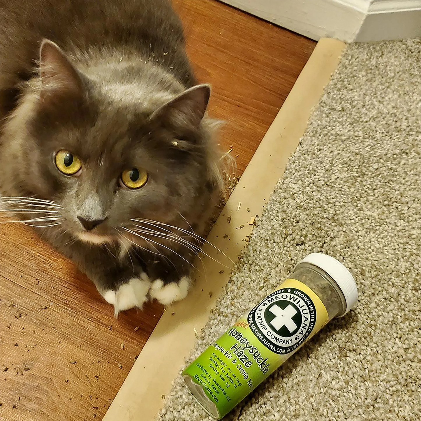 Gray cat with yellow eyes near a bottle of Honeysuckle Haze, with catnip scattered around.