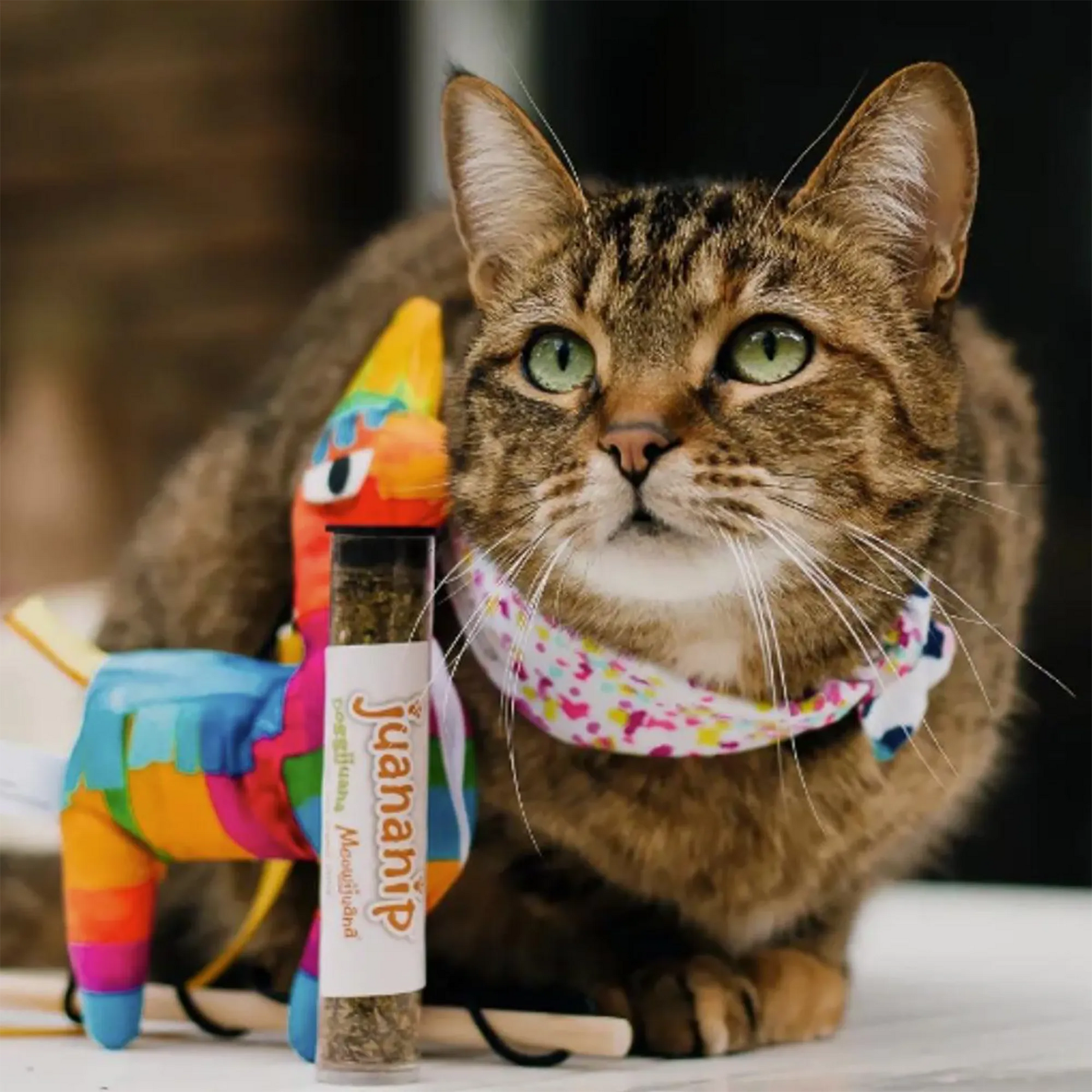 A tabby cat posing next to the colorful llama piñata toy and a tube of Meowijuana Juananip catnip.