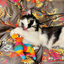 A black-and-white cat lying on a colorful surface while biting and playing with the llama toy.