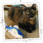 A tortoiseshell cat sitting near the tuna toy, looking attentively at the camera on a carpeted surface.