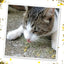 Tabby cat enjoying Sierra Sunshine catnip on the ground, tongue out playfully.