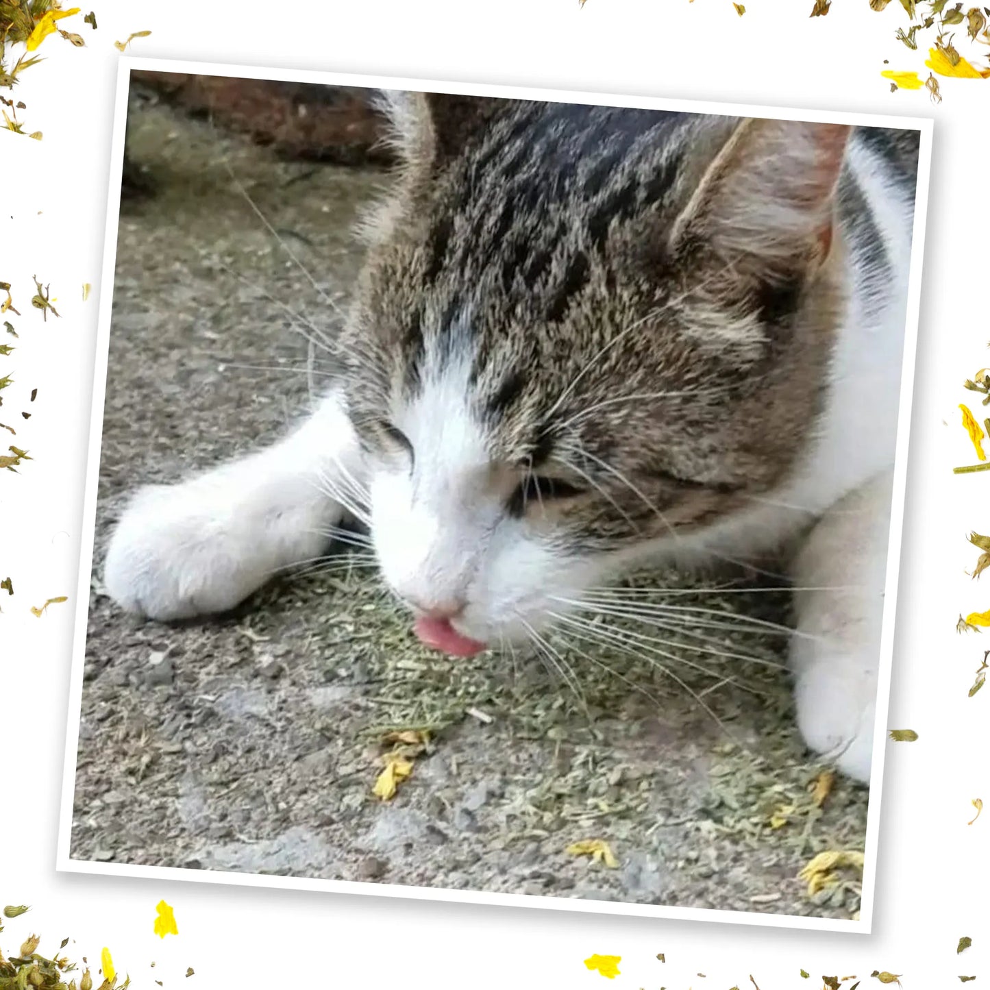 Tabby cat enjoying Sierra Sunshine catnip on the ground, tongue out playfully.