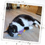 A black-and-white cat lying on the purple carpet toy, looking relaxed and playful on a wood-textured floor.