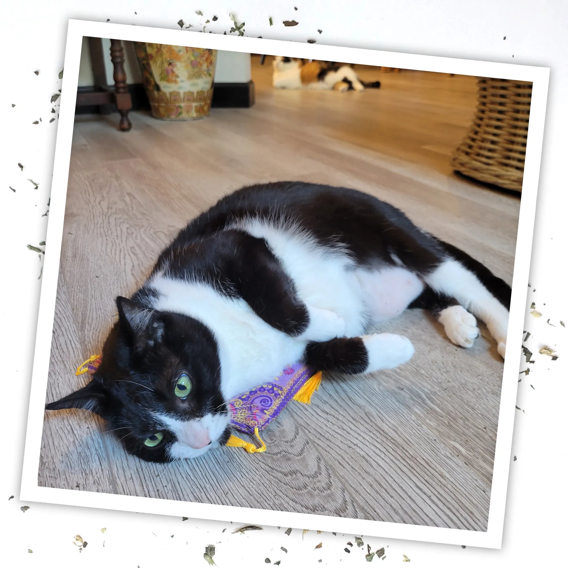 A black-and-white cat lying on the purple carpet toy, looking relaxed and playful on a wood-textured floor.