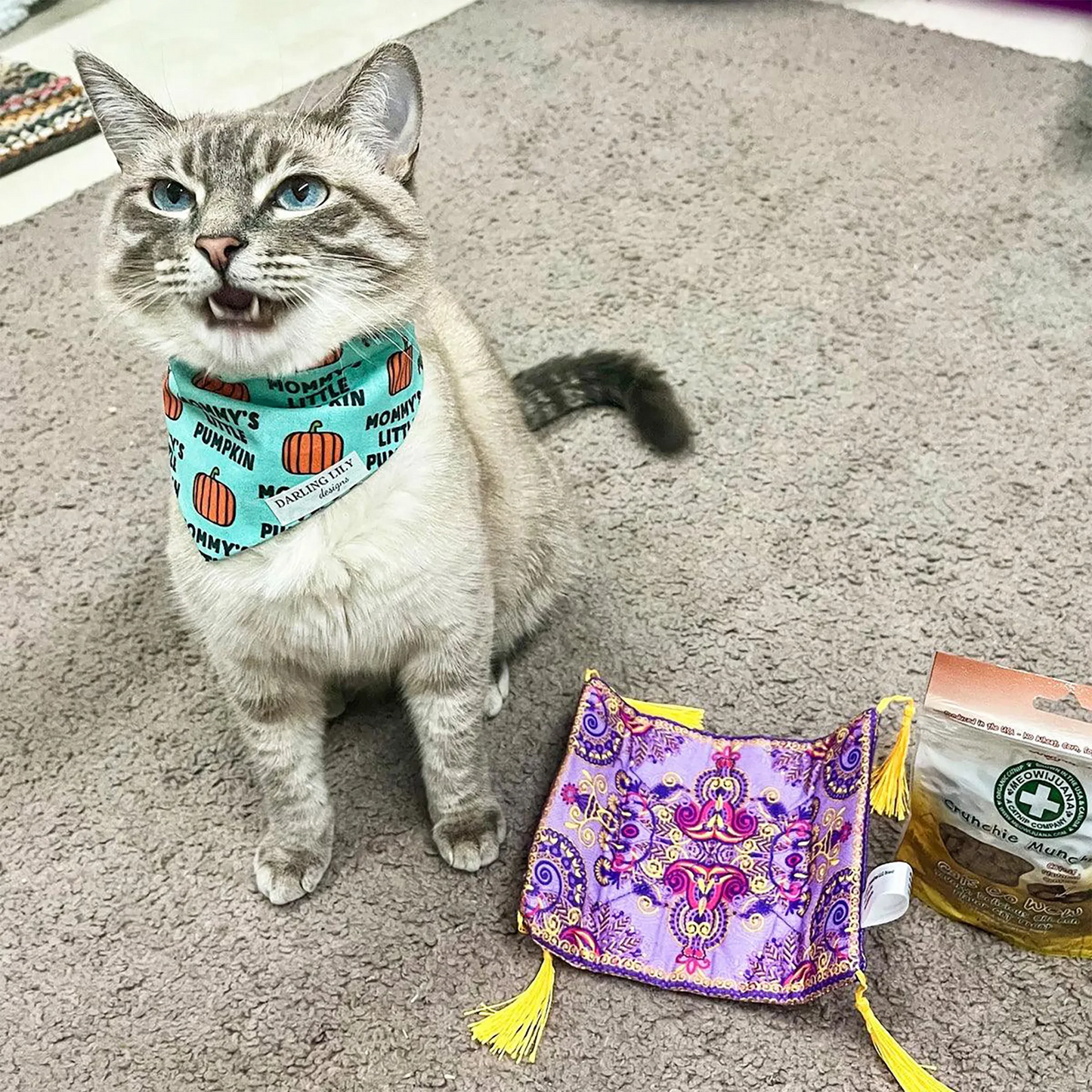 A light-gray tabby cat wearing a pumpkin-patterned bandana, sitting next to the carpet toy and a package of treats.