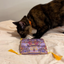 A tortoiseshell cat sniffing the purple and gold carpet toy on a white bedspread, with scattered catnip around it.