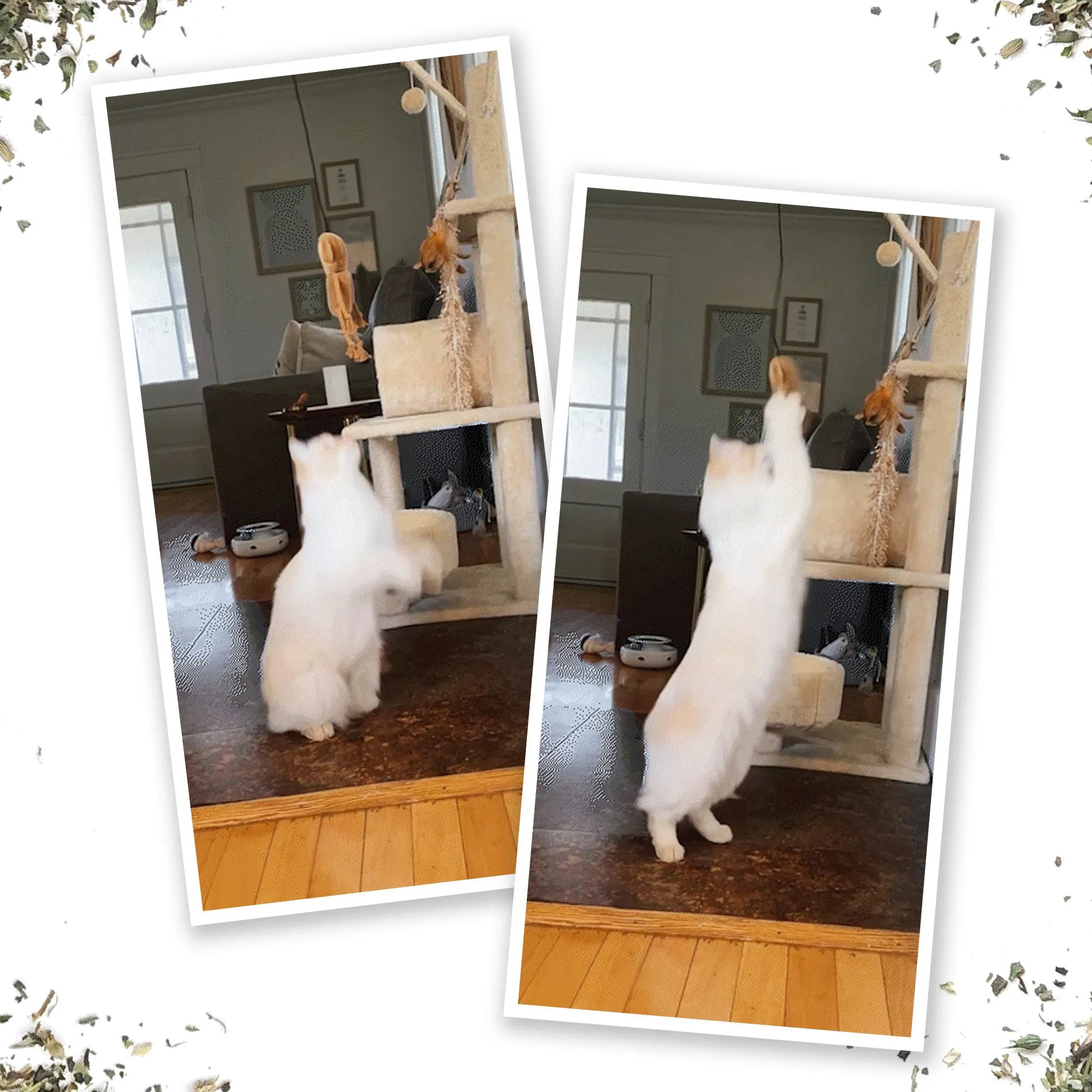 Two-panel image of a white cat enthusiastically jumping to play with the hanging Funky Monkey catnip toy.