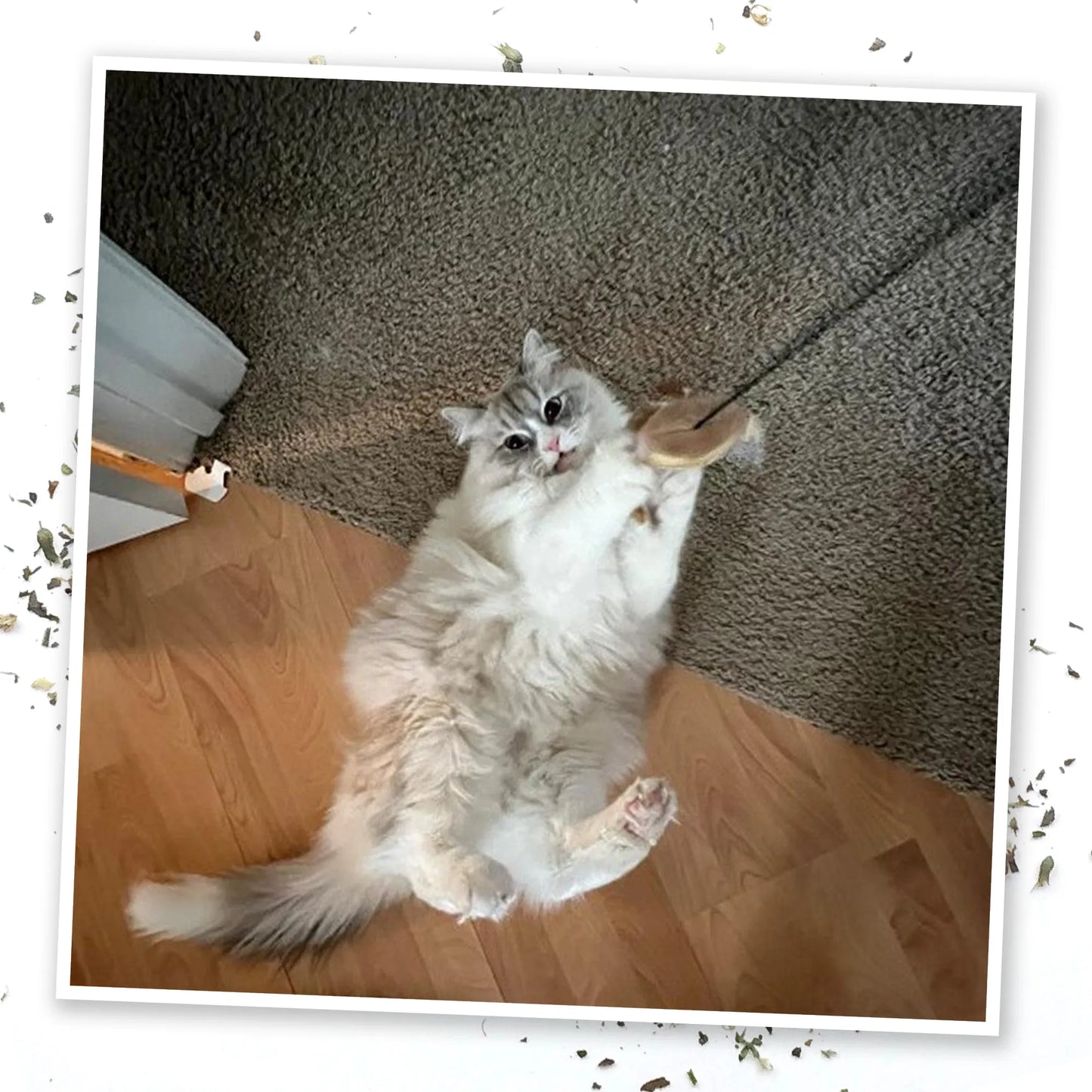 A fluffy white cat lying on the floor, holding and playing with the hanging Funky Monkey toy's elastic cord.