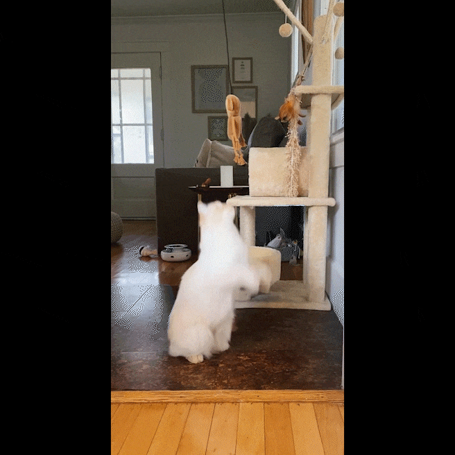 A playful white cat repeatedly jumping to reach and interact with the hanging Funky Monkey toy on a cat tree.