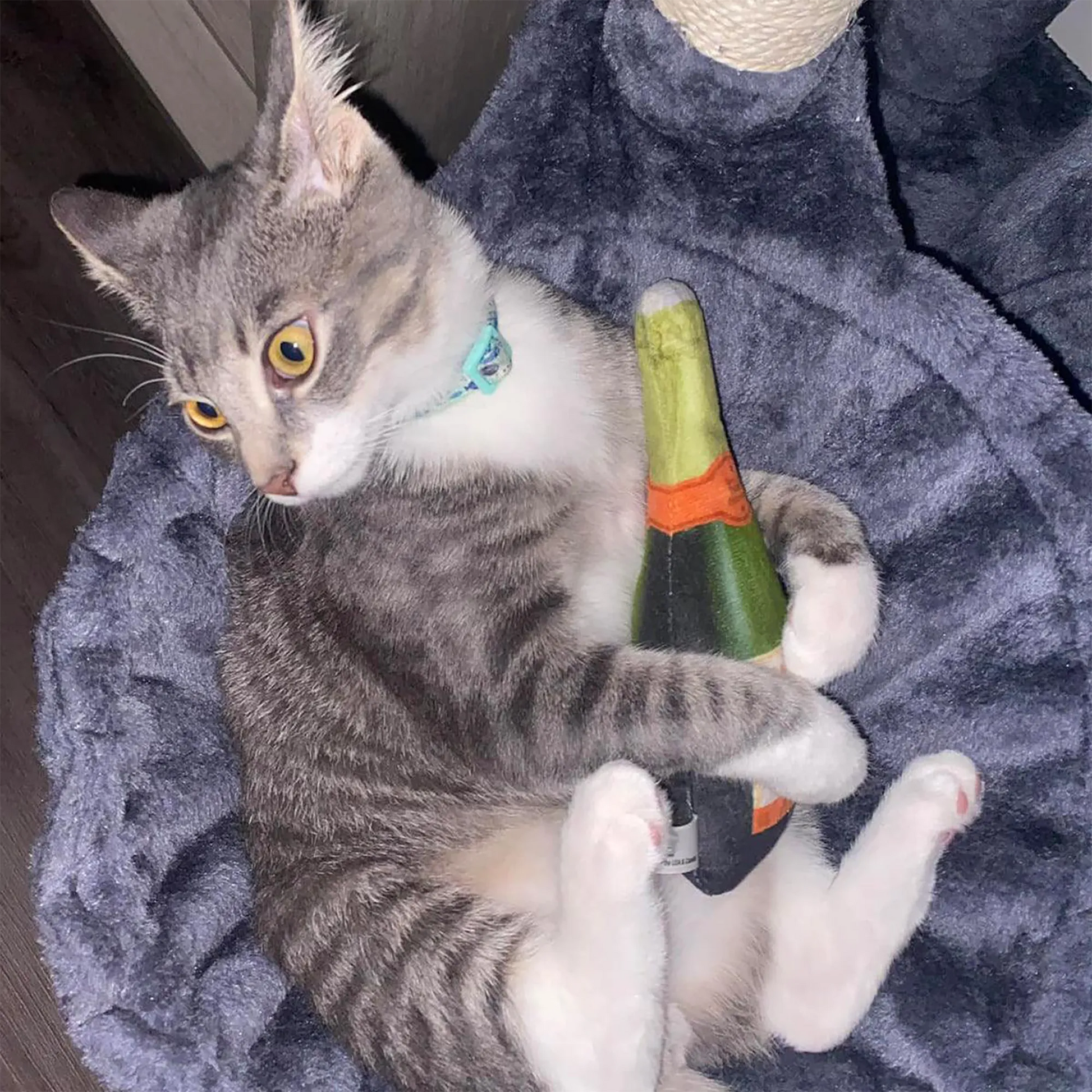 Playful gray cat cuddling a Meowijuana champagne bottle toy, enjoying the ultimate paw-ty experience.