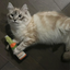 Fluffy cream cat engaging with the Meowijuana bubbly toy, radiating joy and excitement on a wooden floor.