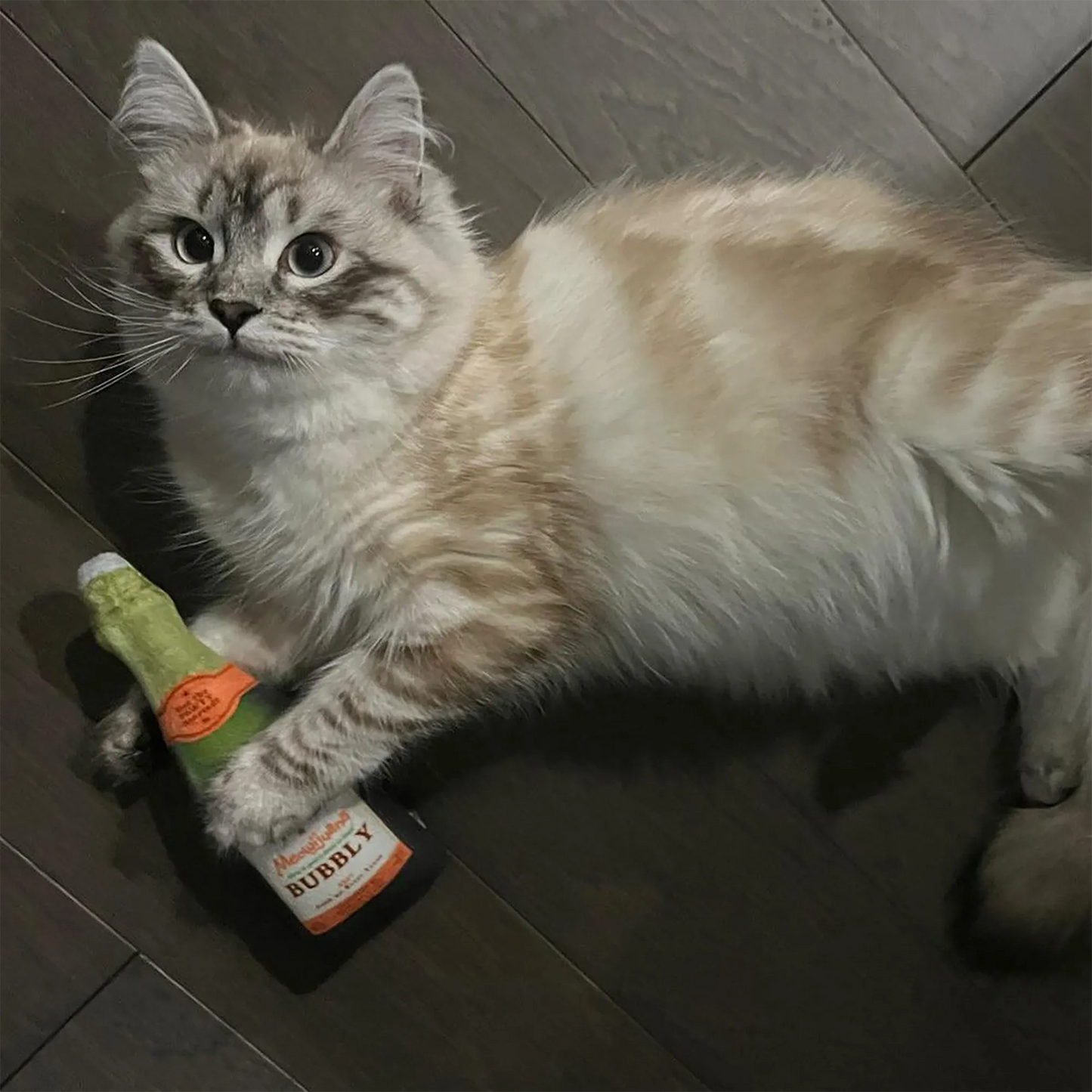 Fluffy cream cat engaging with the Meowijuana bubbly toy, radiating joy and excitement on a wooden floor.