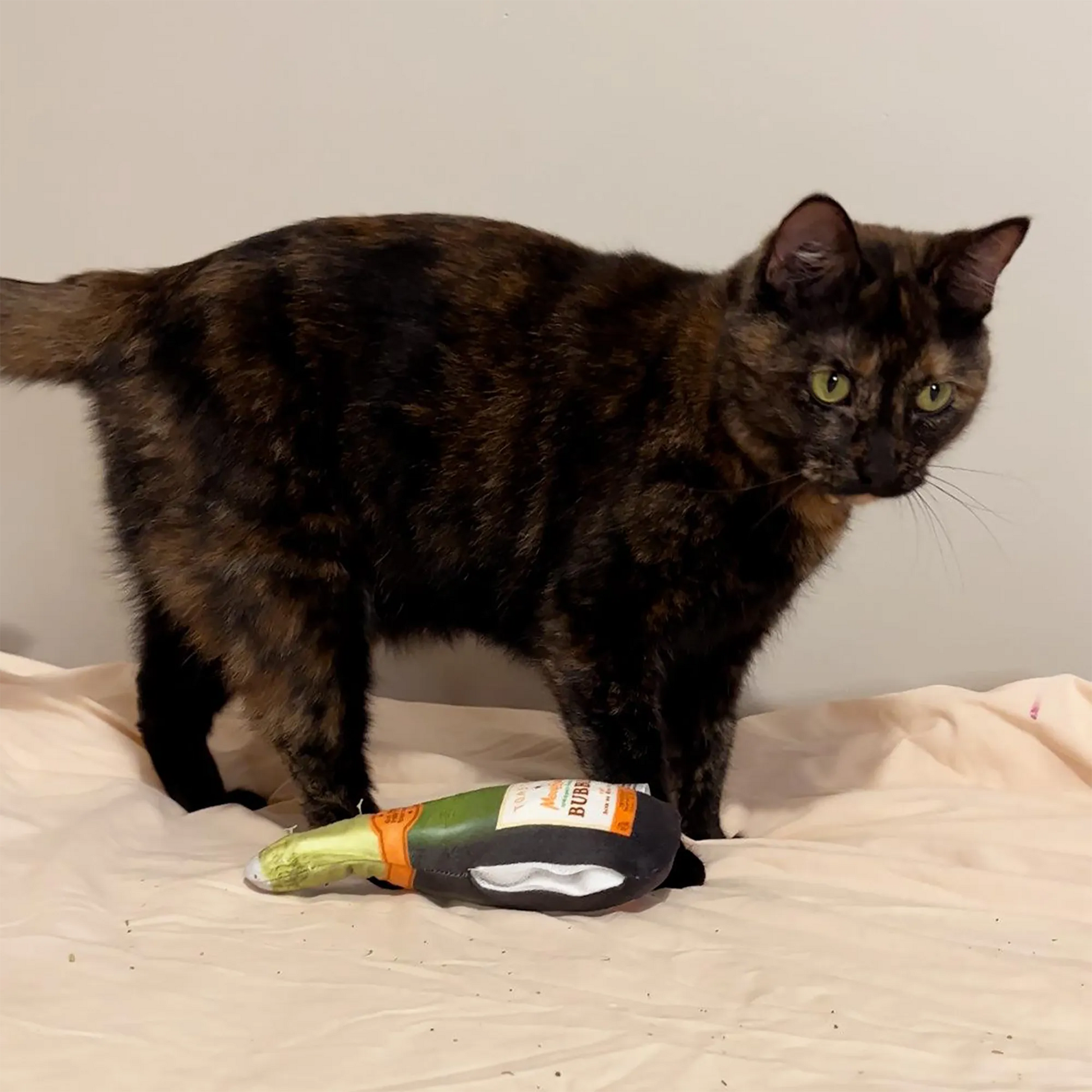 Tortoiseshell cat examining the Meowijuana champagne bottle toy with curious eyes and playful intent.