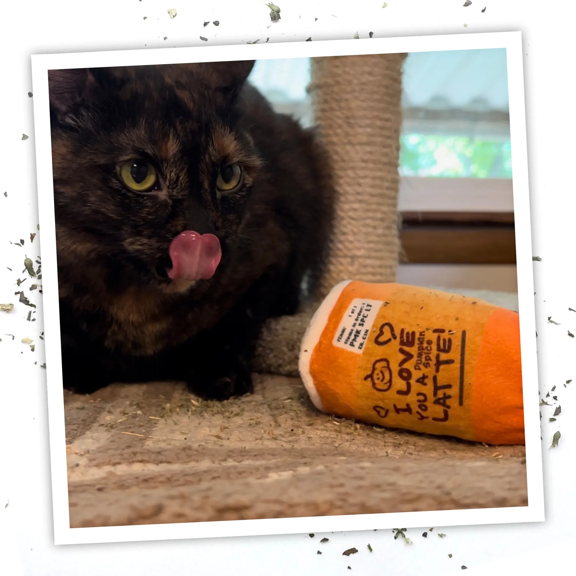 Tortoiseshell cat with the Pumpkin Spice Latte Meowijuana toy, licking and playing with the toy.