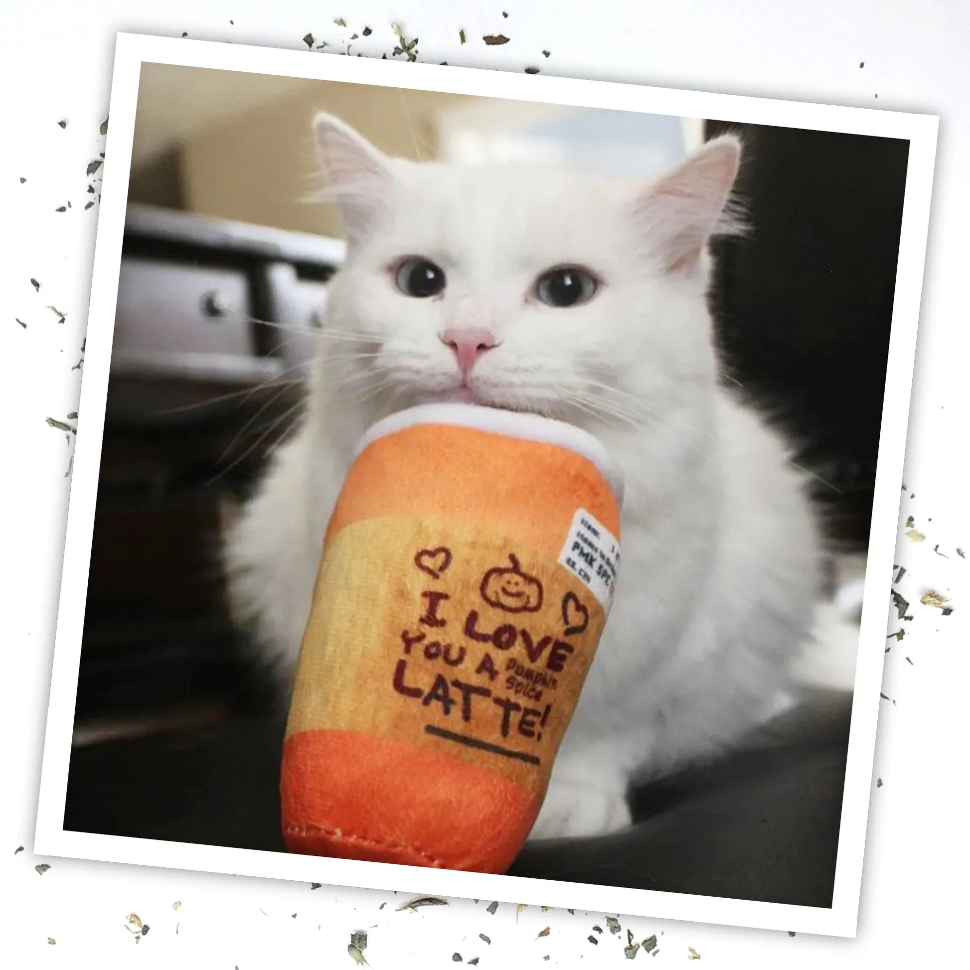 White cat holding the Pumpkin Spice Latte Meowijuana toy with a calm expression while looking directly at the camera.