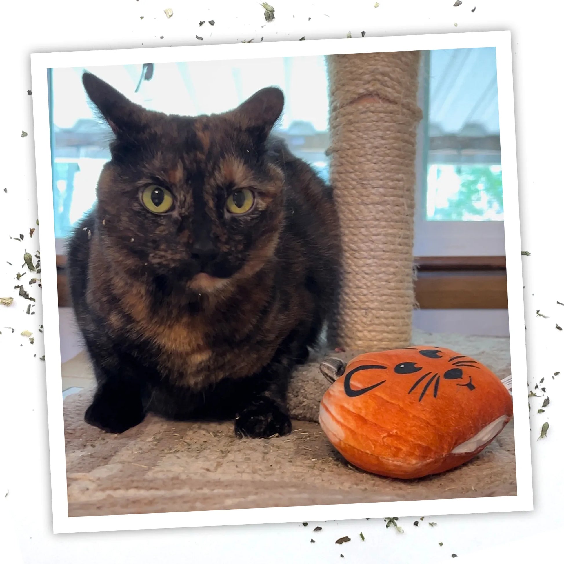 A cat sitting next to a pumpkin-shaped cat toy with a mouse design.