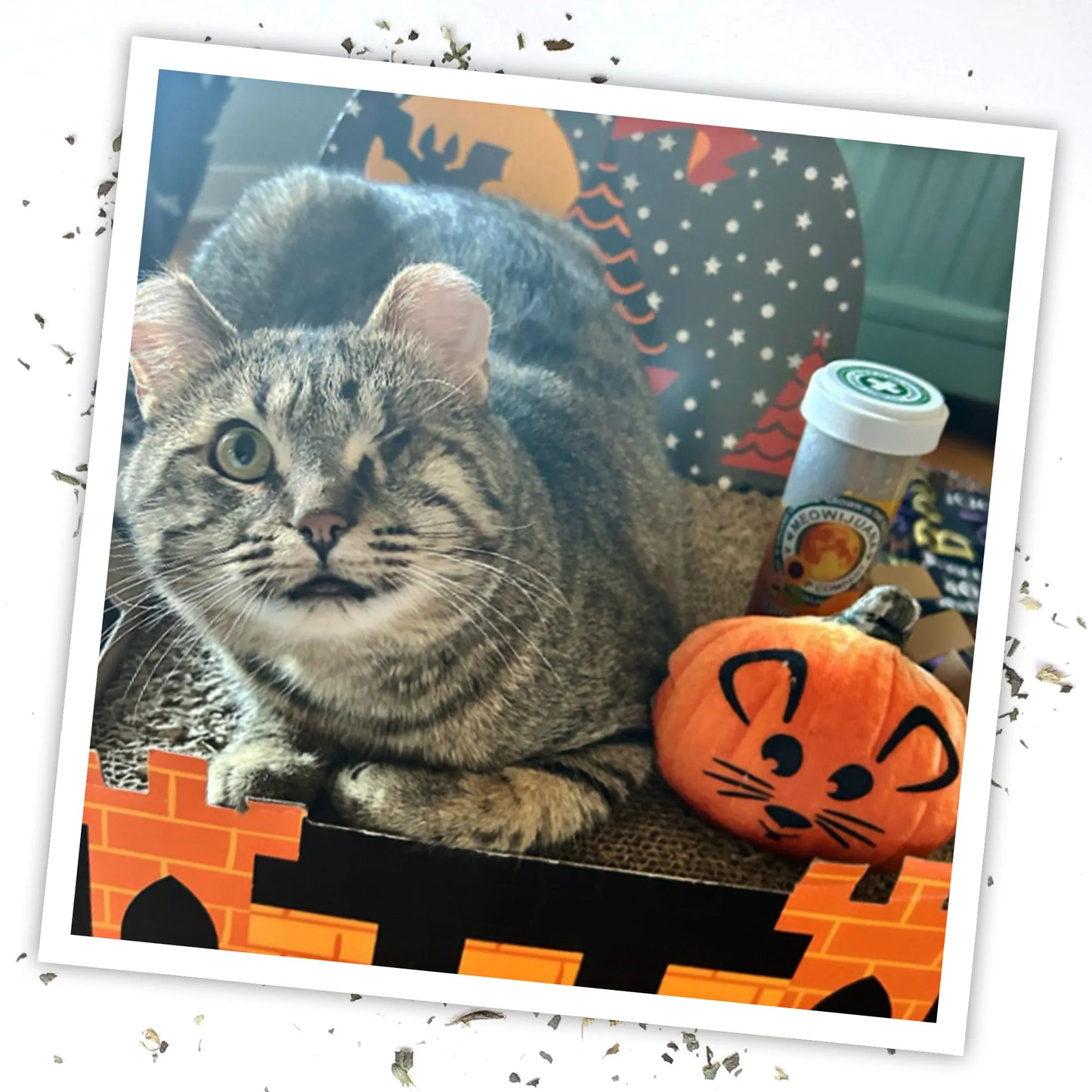 A cat relaxing near a pumpkin-shaped cat toy and a tube of Meowijuana catnip.