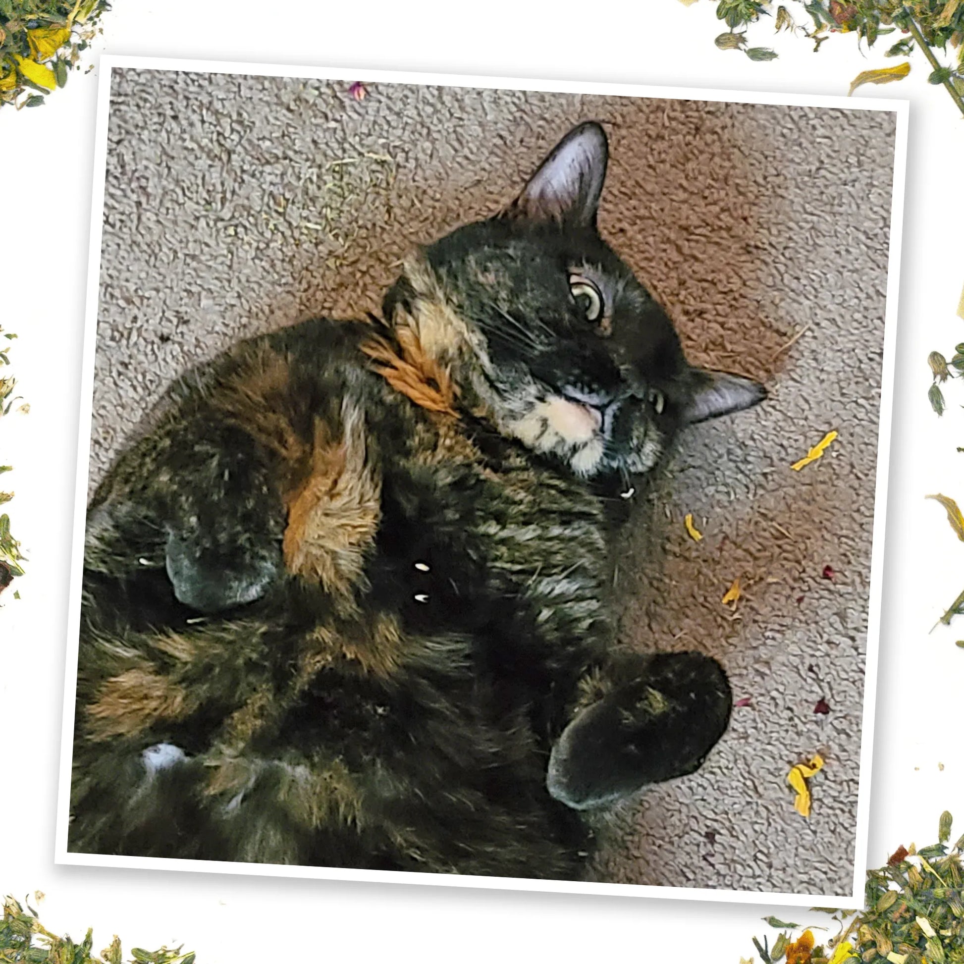 Tortoiseshell cat lying on carpet, enjoying scattered Harvest Moon catnip, appearing relaxed and content.