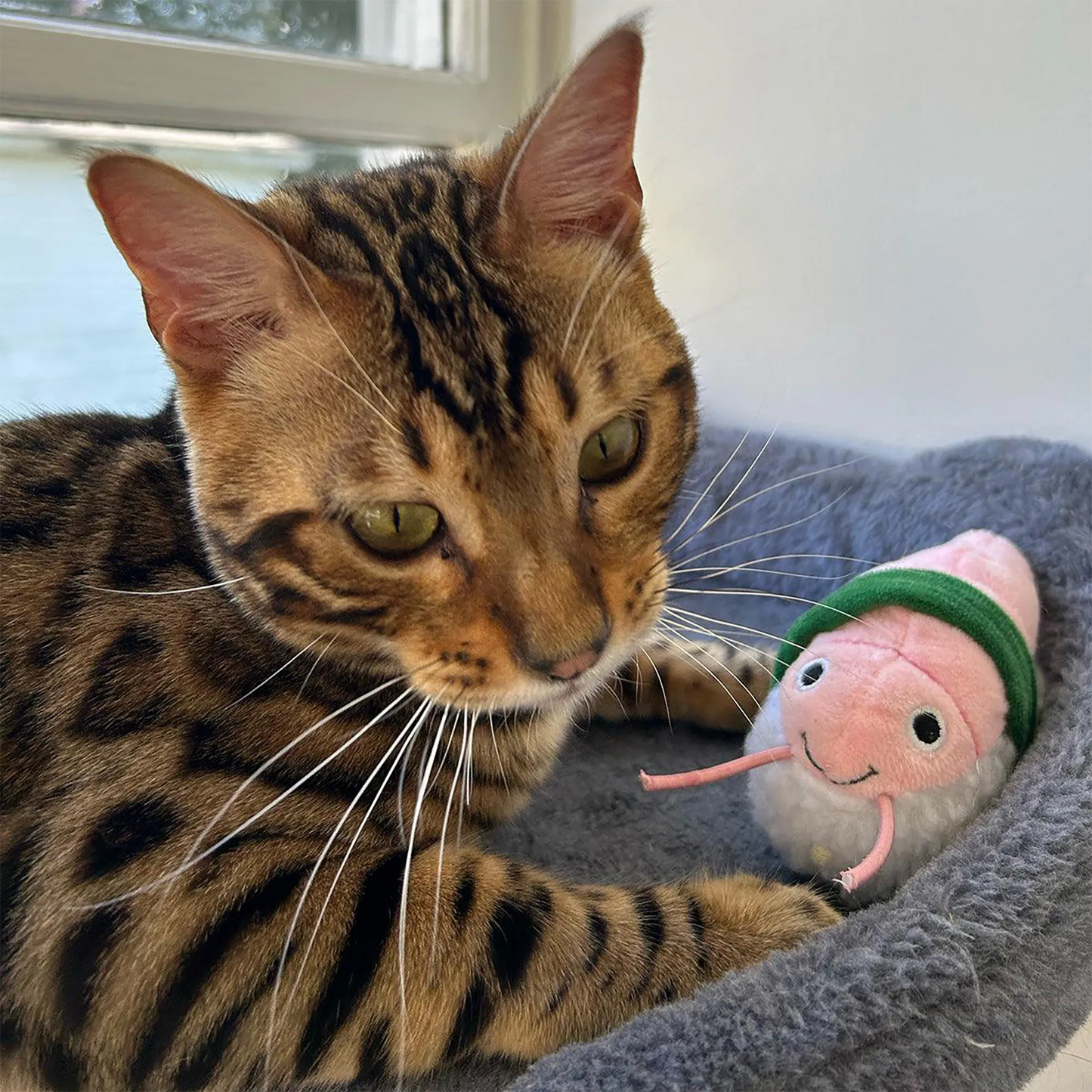 Bengal cat playing with the shrimp roll toy in a cozy bed.