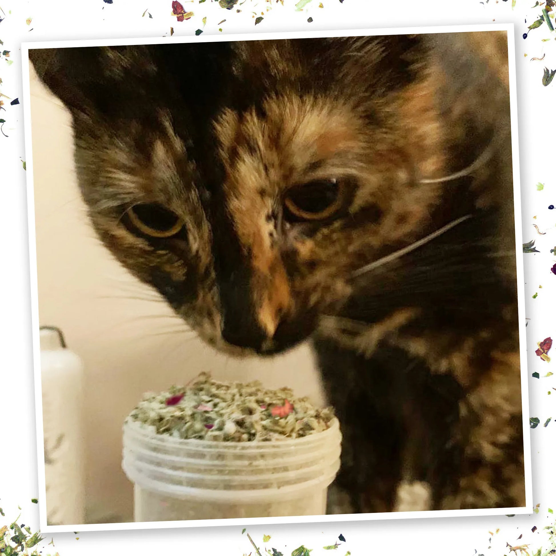 Tortoiseshell cat sniffing a container filled with Meowijuana Winter Lift catnip blend, with herbs around the frame.