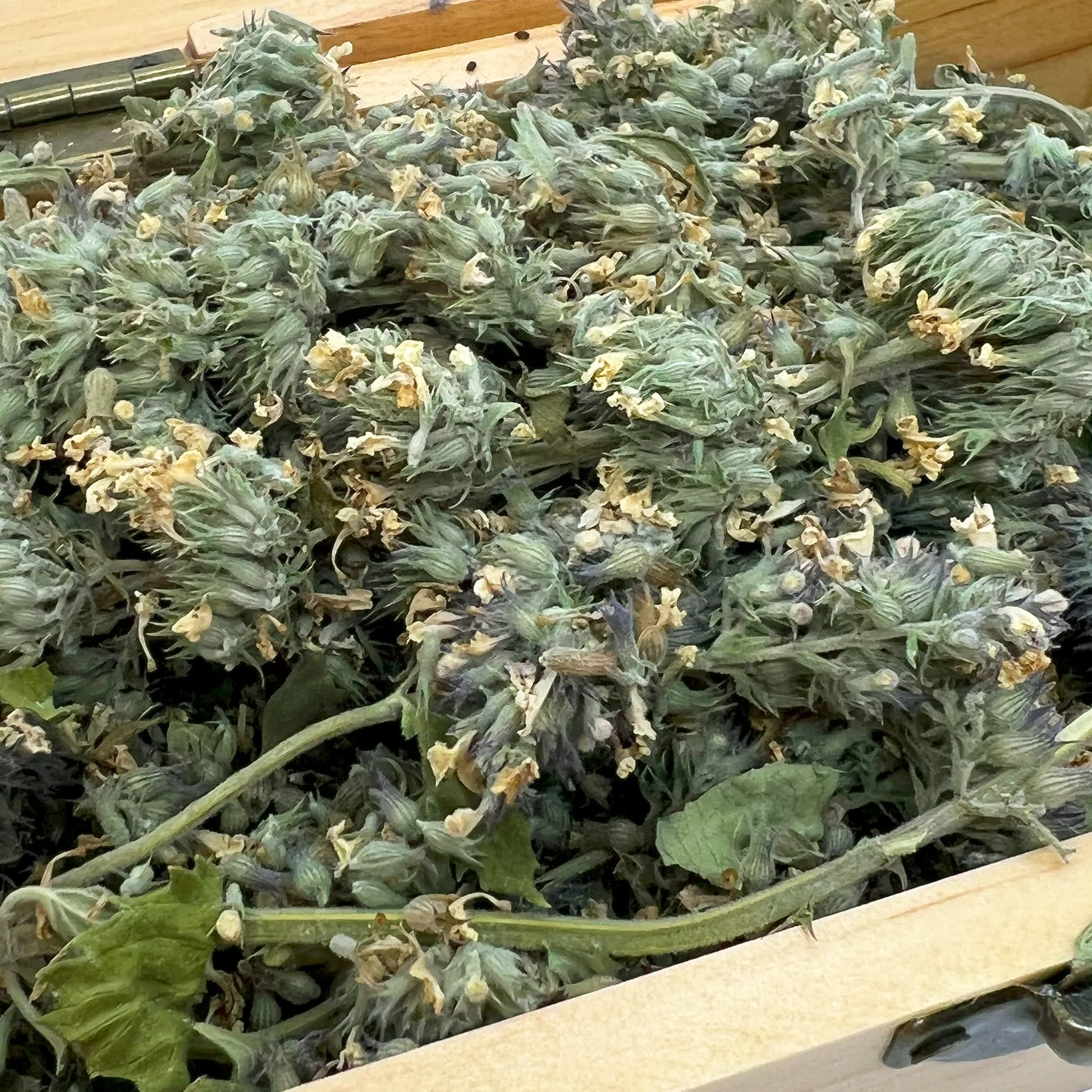 Close-up of fresh catnip in a wooden box, focus on texture.