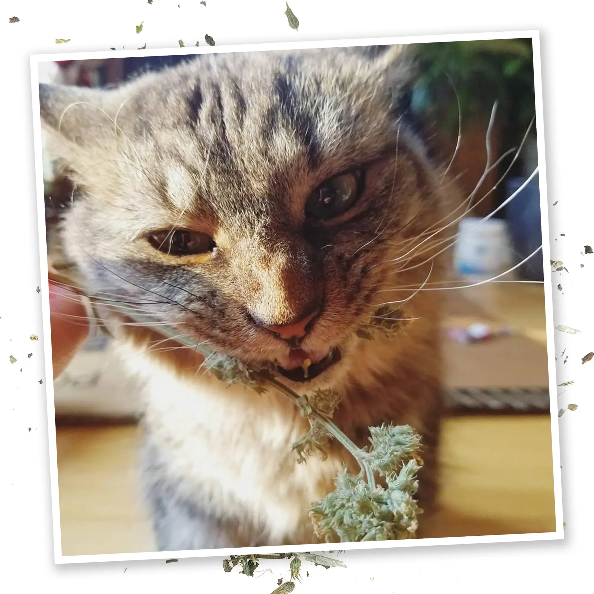 Tabby cat chewing on a fresh catnip bud.