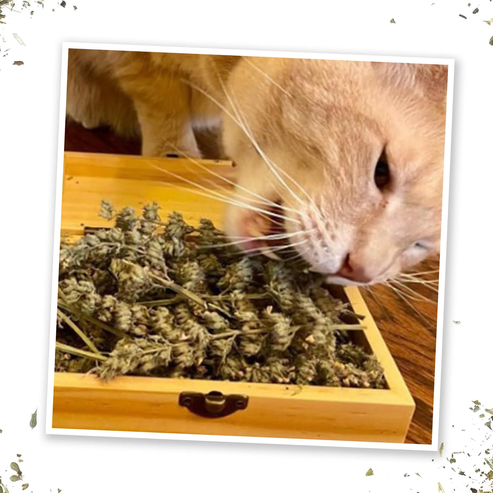 Orange cat sniffing catnip in an open wooden box.