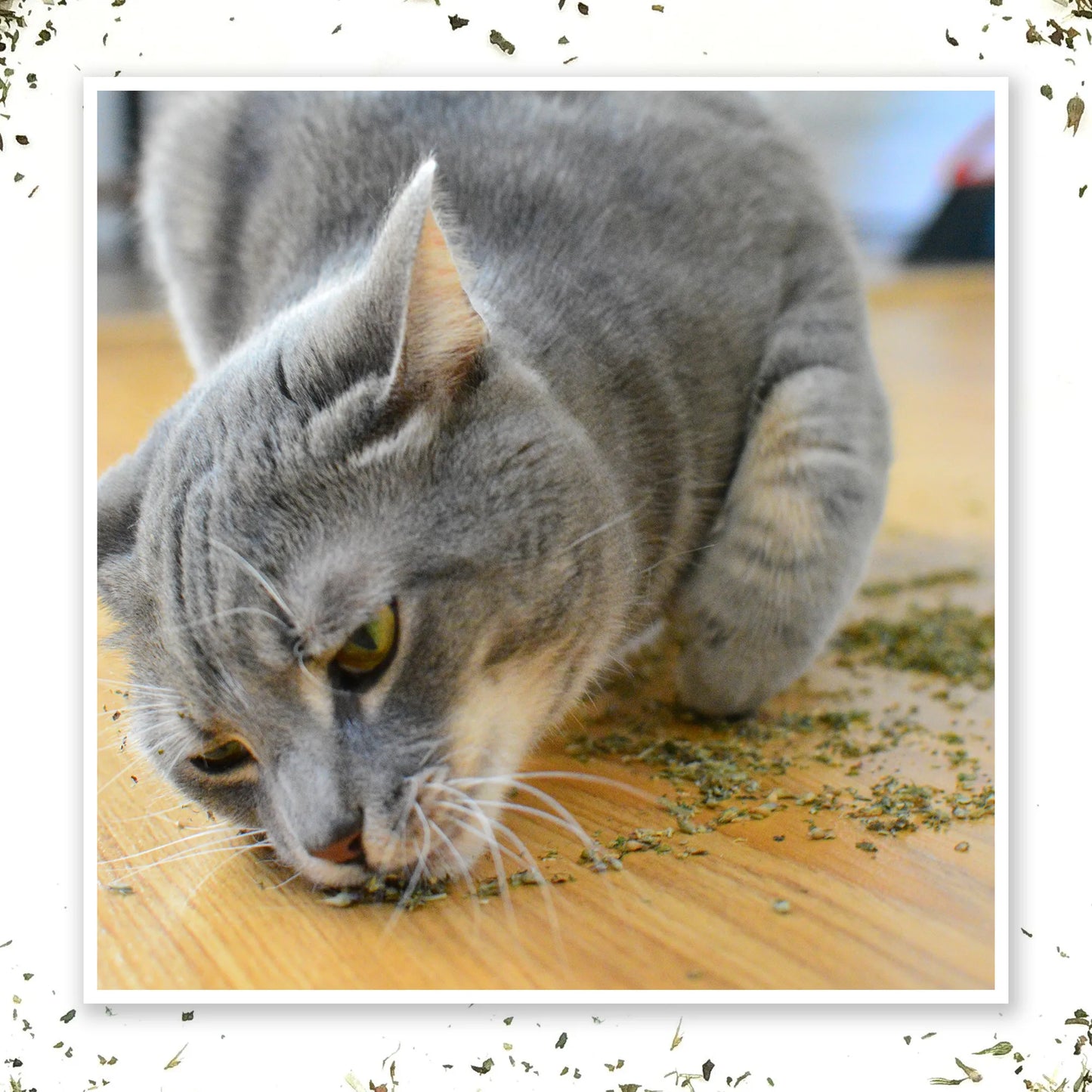 Gray cat on wooden floor sniffing Purrple Passion catnip scattered around.