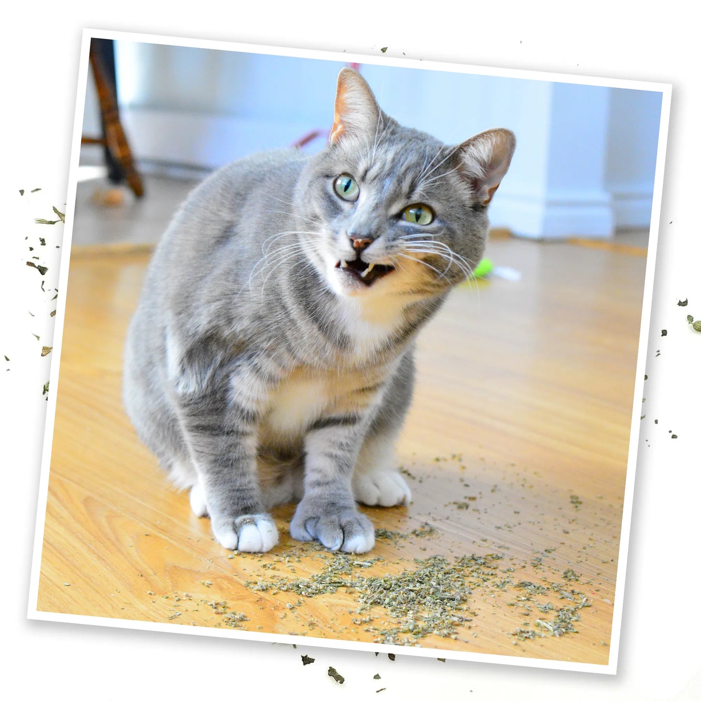 Gray cat sitting with open mouth, surrounded by Purrple Passion catnip on a wooden floor.