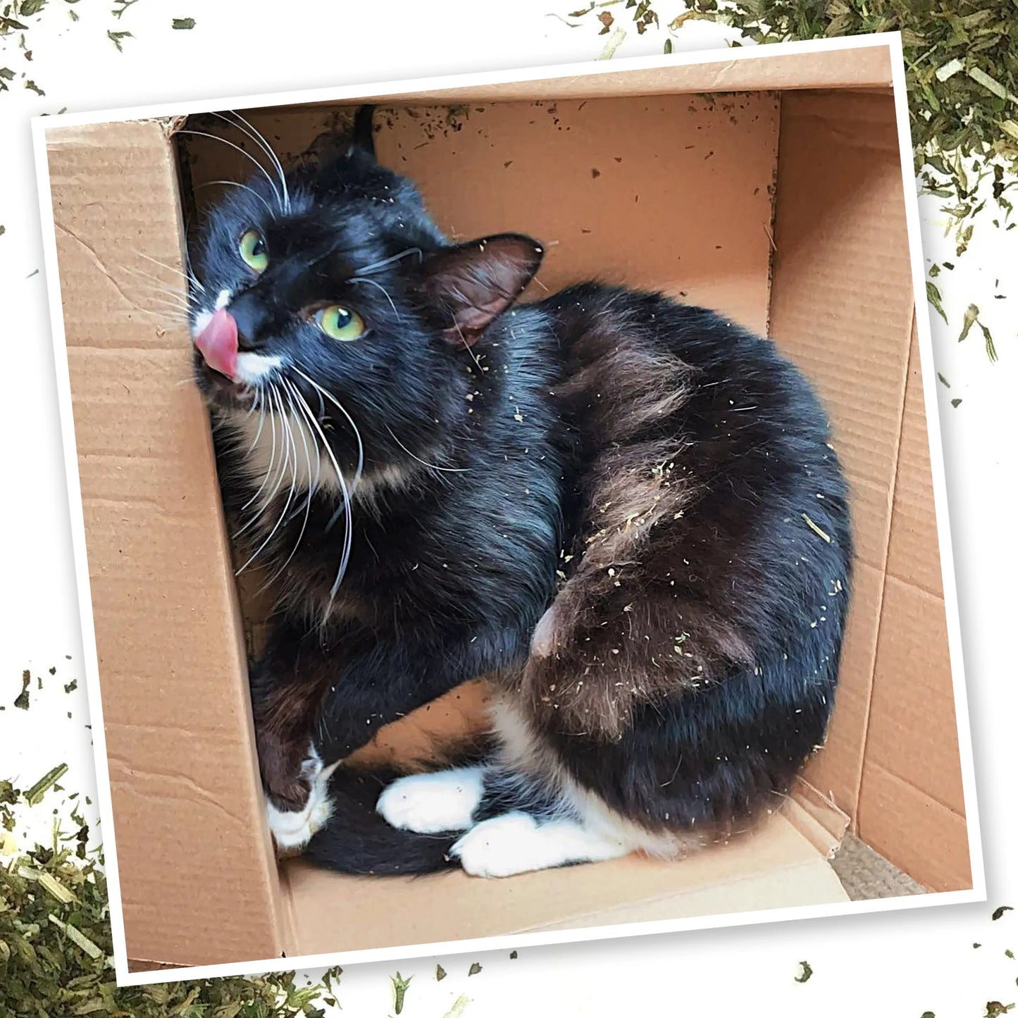 Black-and-white cat sitting in a box, covered with Purrple Passion catnip, licking its nose playfully.