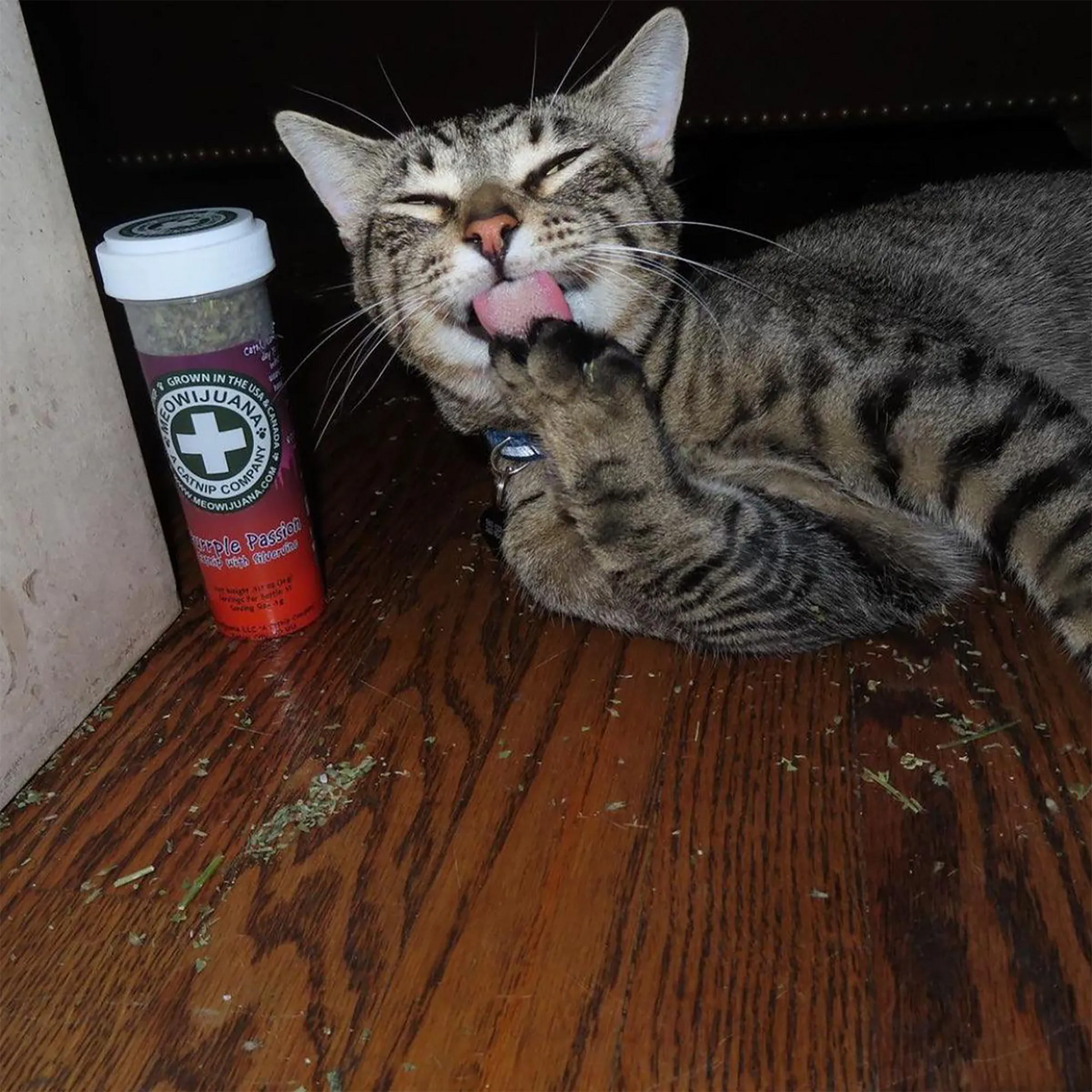 Tabby cat licking its paw near a Purrple Passion catnip container on a wooden floor.