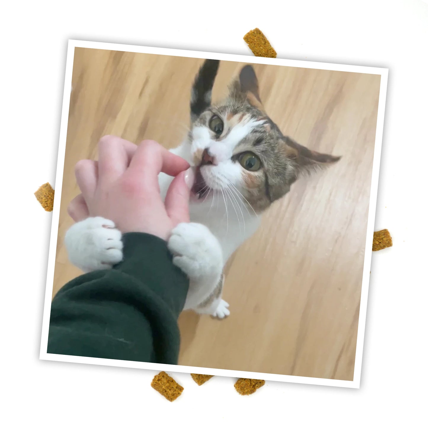 Close-up of a cat eagerly taking a Meowijuana Crunchie Munchie treat from a person's hand, with treats scattered around.