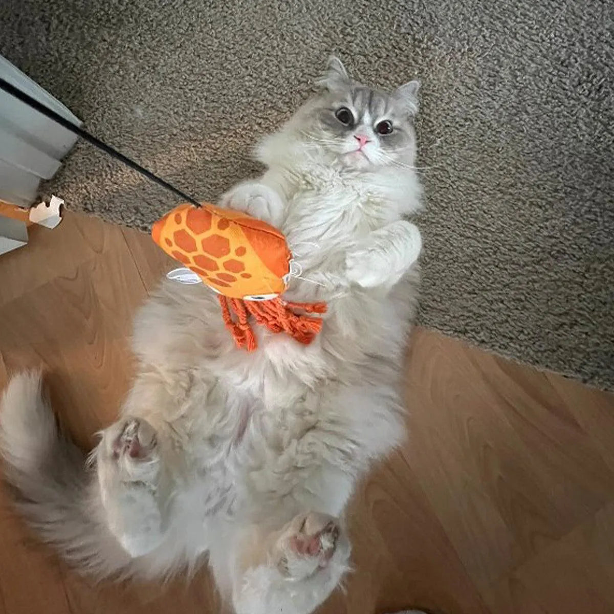 A fluffy grey and white cat lies on its back, wide-eyed and clutching an orange squid catnip toy attached to a door jamb clip, appearing playful and surprised.