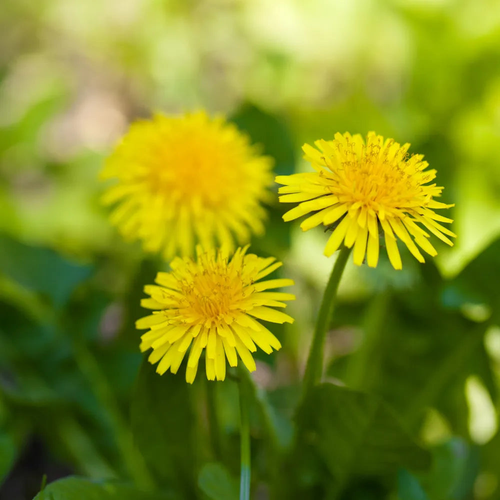 Bright yellow dandelions with green leaves in sunlight.